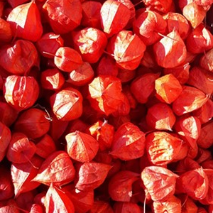 Physalis Rood Lampionnetjes 5 stuks