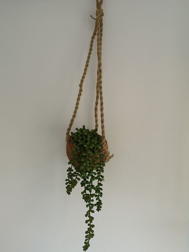 Coconut Plantenhanger Cocodama Kokodama natuurproduct