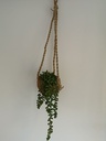 Coconut Plantenhanger Cocodama Kokodama natuurproduct