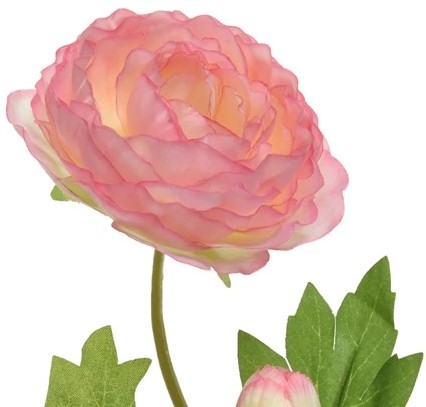 Ranonkel Camelia ROZE L.8cm W.10cm H.57cm / stuk 