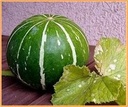 Cucumis foetidissima Buffalo Gourd-Andreana Sierkomkommertjes