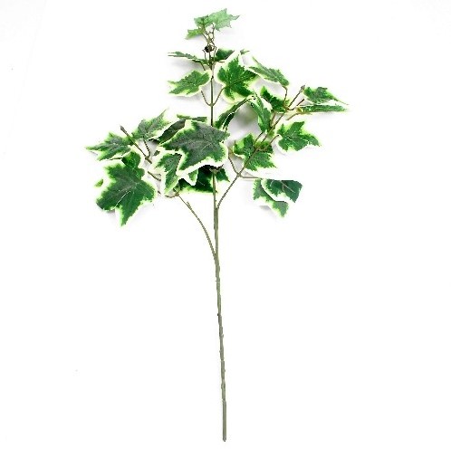 Hedera Groot Tak ca. 60cm BONT klimop