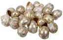 Nattai schelpen Goldwash 500 gr Beperkt leverbaar