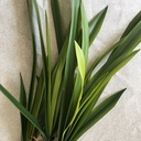 Orchideebladeren SMAL blad en wortel Cymbidium Latex ca. 50cm prachtige kwaliteit