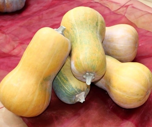 Butternut Helviz F1 Hoogproductive flespompoenzaden