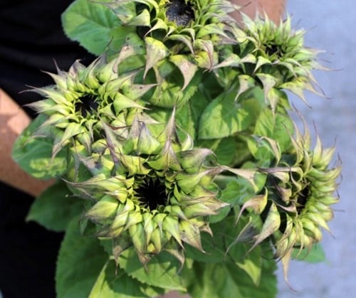 Helianthus SunFill Purple F1 5000 zaden Zonnebloemzaden