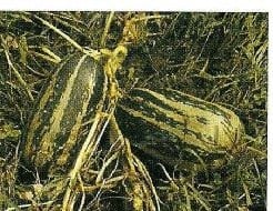 Citrouille de touraine pompoen