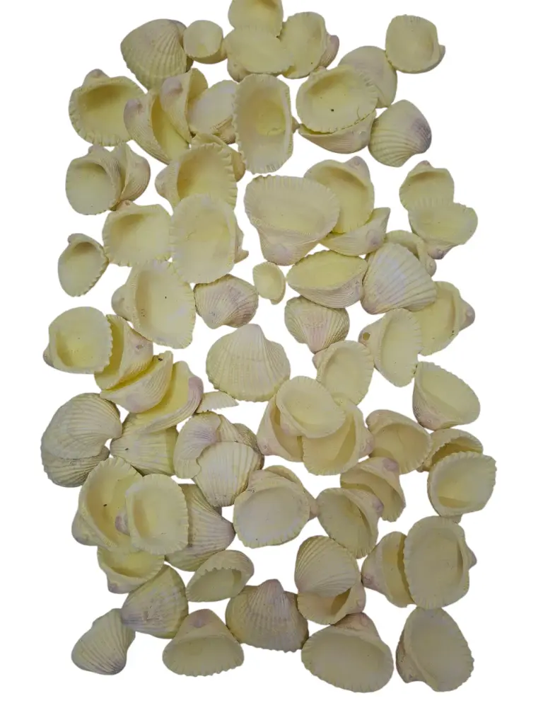 Chippy Pastel schelpen Yellow washed 1 kilo