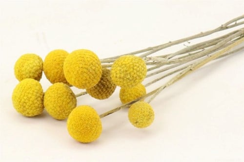 Craspedia Trommelstokjes Extra 10 stuks Natural Yellow Geconserveerde Droogbloemen
