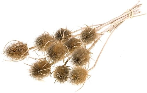 Kaardenbol Chardon Distels Droogbloemen Naturel 55 cm per stuk