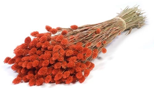 Phalaris Burnt Orange droogbloemen