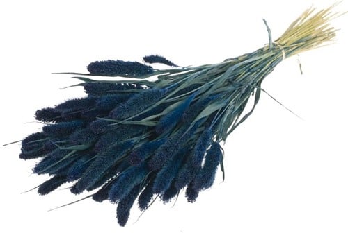 Setaria Trosgierst Siergras Dark Blue