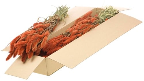 Setaria Trosgierst SB Burnt Orange