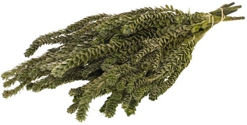 Geprepareerd Gepreserveerd Buxifolia mini natural Groen