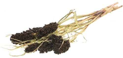 Sorghum SB aren pluimen Natural Brown