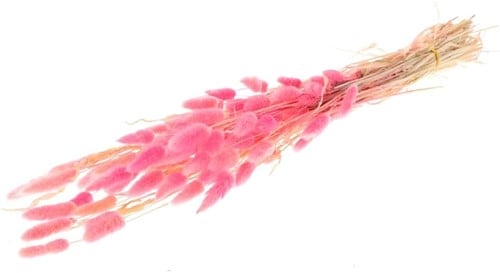Lagurus Ovatus Pluimgras Graspluimen in hoes Cerise 60 cm 50 gram