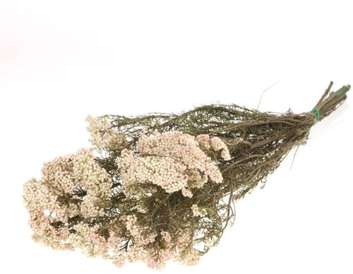 Rice Flower Preserved Natural White