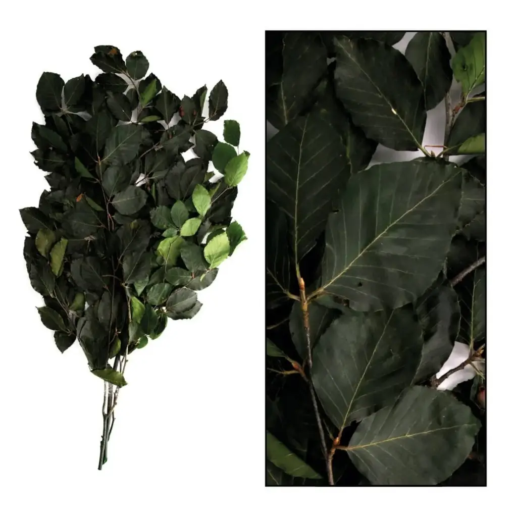 Geprepareerd Gepreserveerd Beukenblad Groen Fagus 80 cm 50 gram