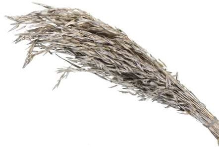 Oat Grass verwant aan Haver droogbloemen Platinum 100 gram