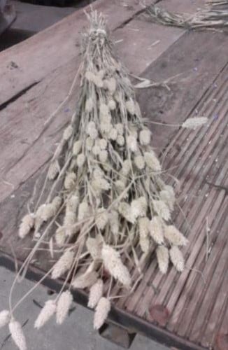 Phalaris Naturel B droogbloemen
