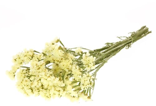 Statice Sinuata Lamsoor droogbloemen Yellow
