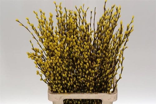 Katjeswilg Gekleurde Wilgenkatjes Salix Geel bundel 10 stuks