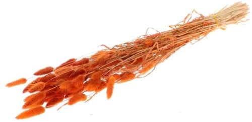 Lagurus Ovatus Pluimgras Graspluimen in hoes Peach Oranje 60 cm 50 gram