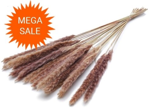 Pacific zilvergrass plume Natural droogbloemen 70 gram
