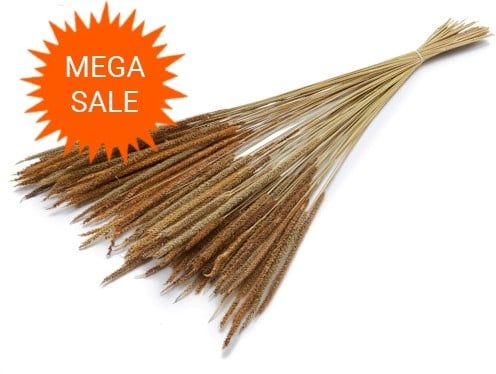 Oriental fountain grass 100 gram 