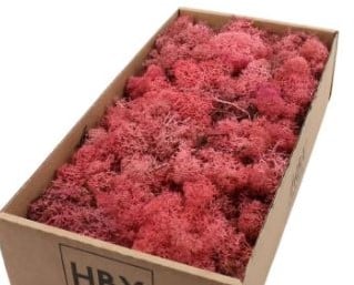 Rendiermos IJslandsmos Finlandsmos Pink Oudroze 500 gram