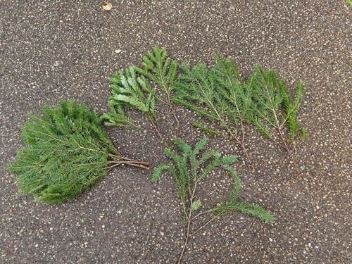 Nobilis DOUGLAS 55 cm Tak vers WinterGroen vers