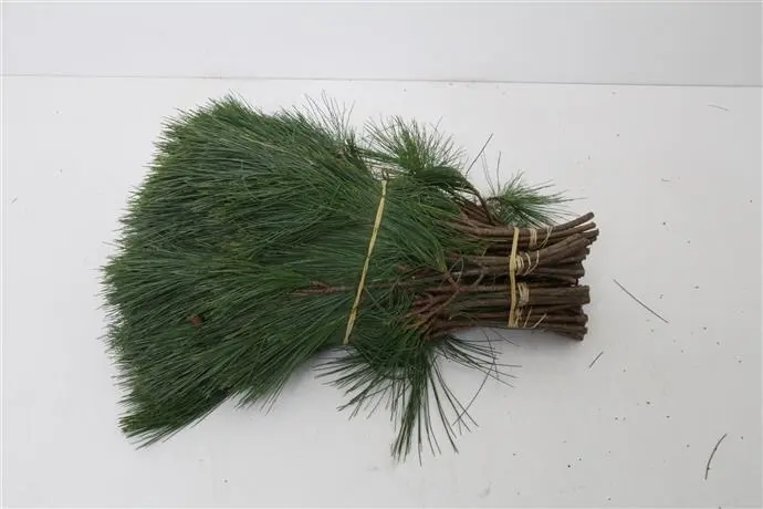 Kiefer dennen groen bos 10 stuks ca. 40 cm