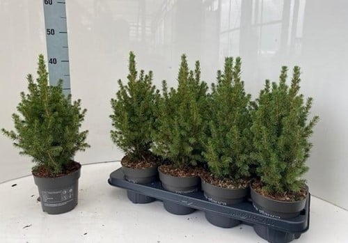 Kerstboompje Picea Glauca Conica P9-9.5 ca. 30-35 cm incl pot