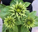 Helianthus SunFill Groen F1 Zonnebloemzaden 1000 zaden