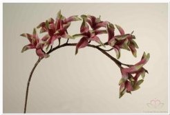 Cymbidium Orchidee Tak Foambloem 1 stuk