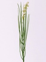 Grasbundel Wit Bloeiend Zijdenbloemen 50 cm 