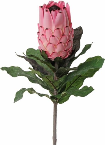 Protea Baardsuikerbos 12 cm met geflockte steel 75 cm 