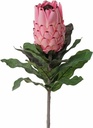 Protea Baardsuikerbos 12 cm met geflockte steel 75 cm 