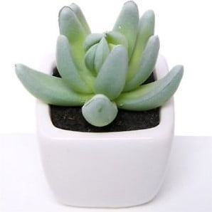 Succulent LichtGroen in Wit Potje 7 cm per stuk