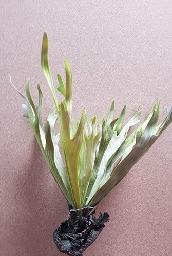 Platycerium Hertshoornvaren Groen 50 cm