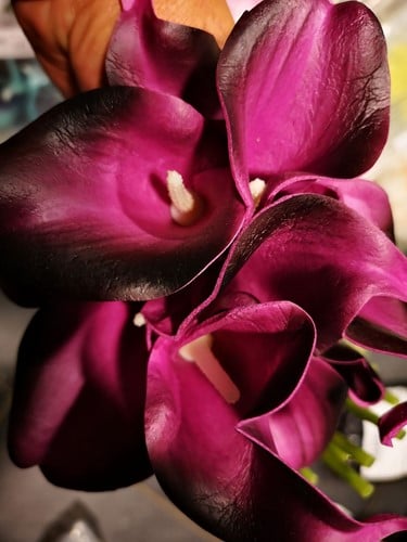 Calla Real Touch Black Purple 7 cm 37 cm per stuk