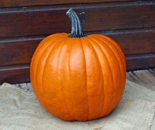 The Boss F1 PMT Halloween Pompoen 1000 zaden