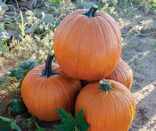 Sprinter F1 PMT Halloween pompoen 1000 zaden