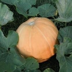 Pacific Giant Reuzenpompoen zaden