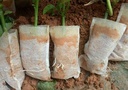 Biologisch afbreekbare opkweekzakjes 8x10 cm pak 100