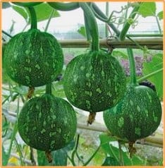 [A-018616] Yualing F1 Kleine Muskaatpompoen basiseenheid zaden