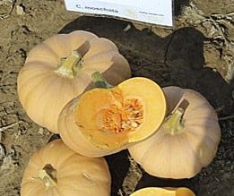 [A-018680] Butterkin F1 muskaatpompoen basiseenheid