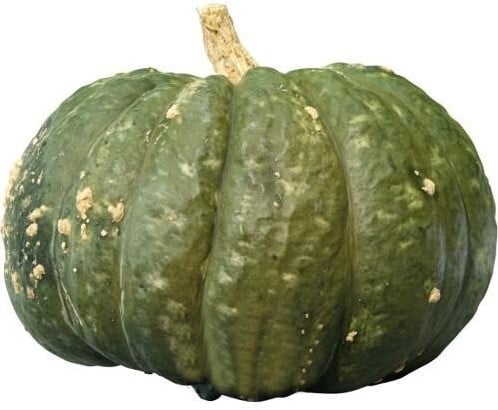 [A-023954] Potkin F1 pompoen basiseenheid zaden