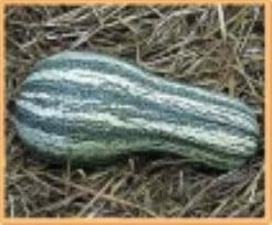 [A-000796] Cushaw groen Stripe pompoen 50 zaden