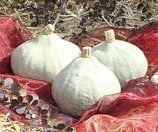 [A-013302] Kabocha Zilver Bell Pompoen 50 zaden